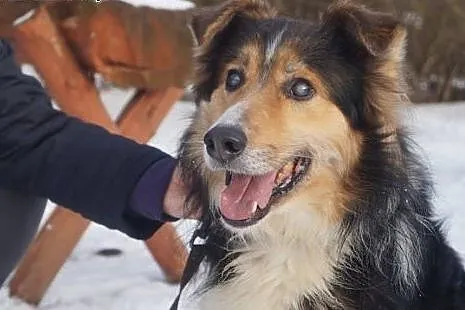 Cibor ujmujący przystojniak... Szuka domu!,  warmi