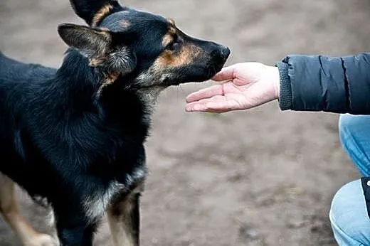 Łagodny, około roczny przytulasek czeka na Ciebie,
