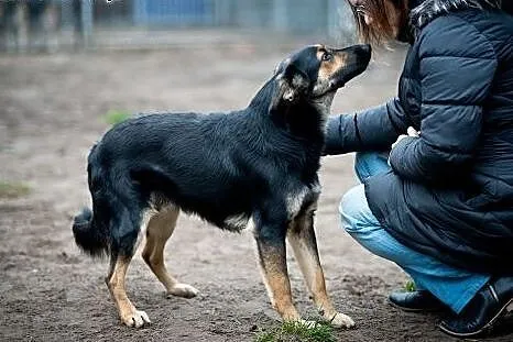 Łagodny, około roczny przytulasek czeka na Ciebie,