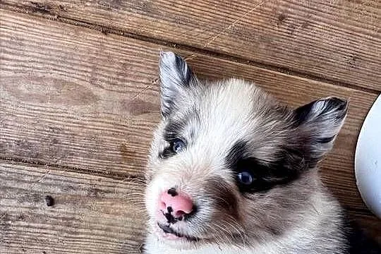 Piesek Border collie blue merle