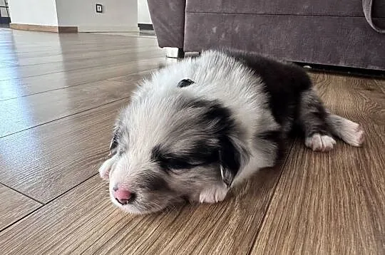 Piesek Border collie blue merle, Lubelskie, Kamień