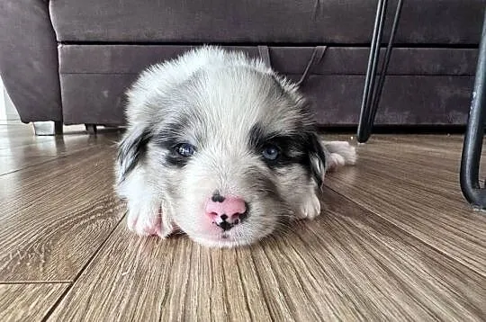 Piesek Border collie blue merle, Lubelskie, Kamień