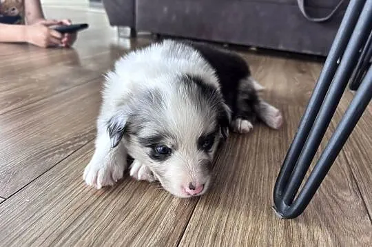 Piesek Border collie blue merle, Lubelskie, Kamień