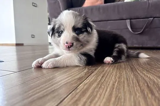 Piesek Border collie blue merle, Lubelskie, Kamień