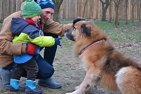 Dżej szuka domu lub wirtualnego opiekuna,  Kundelk