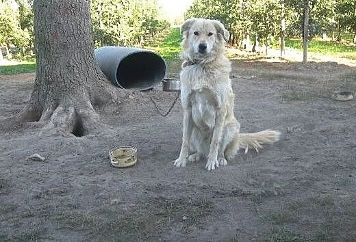 Pies do adopcji, mazowieckie Warka