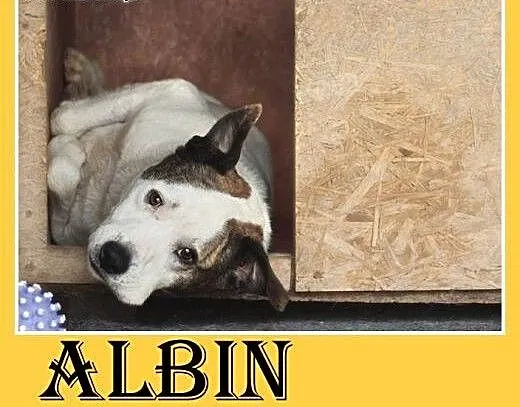 Dla doświadczonych,amstaff mix,wierny pies ALBIN.A