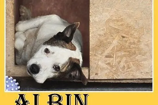 Dla doświadczonych,amstaff mix,wierny pies ALBIN.A