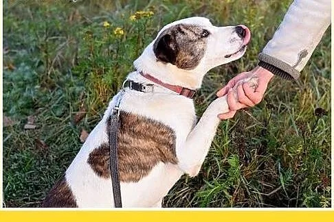Dla doświadczonych,amstaff mix,wierny pies ALBIN.A
