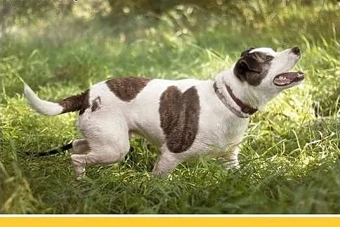 Dla doświadczonych,amstaff mix,wierny pies ALBIN.A