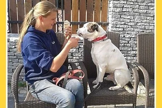 Dla doświadczonych,amstaff mix,wierny pies ALBIN.A