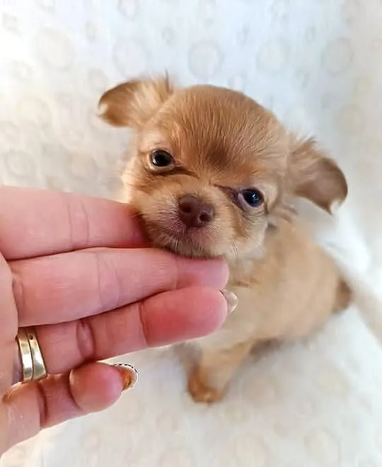 Mini Chiuhuahua dziewczynka, Kujawsko-pomorskie, Grudziądz