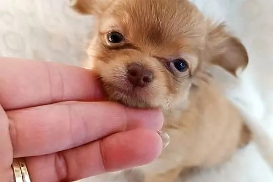 Mini Chiuhuahua dziewczynka, Kujawsko-pomorskie, Grudziądz