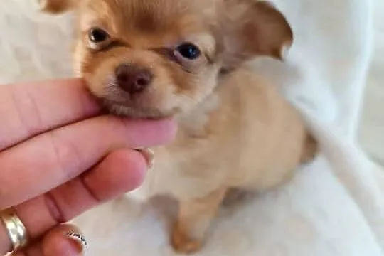 Mini Chiuhuahua dziewczynka, Kujawsko-pomorskie, Grudziądz