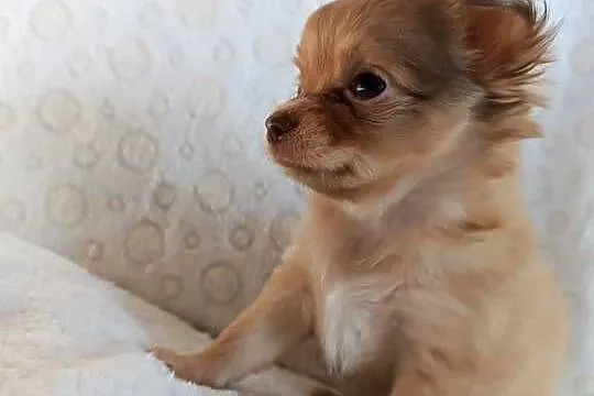 Mini Chiuhuahua dziewczynka, Kujawsko-pomorskie, Grudziądz