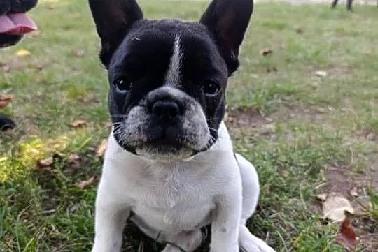 Buldog Francuski śliczna mocnej budowy