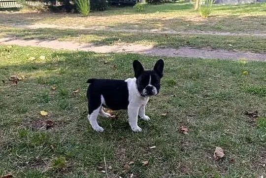 Buldog Francuski śliczna mocnej budowy, Podlaskie, Białystok