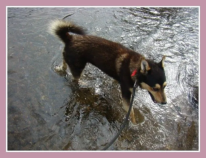 Husky mix, przyjazny pies AMIK,aktywny, wesoły,tow