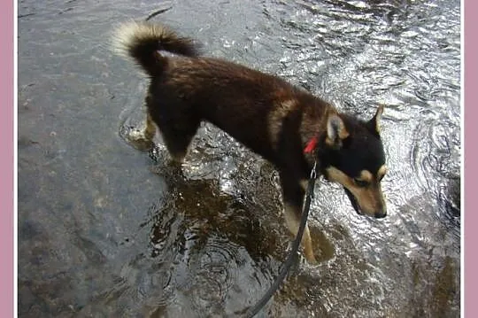 Husky mix, przyjazny pies AMIK,aktywny, wesoły,tow
