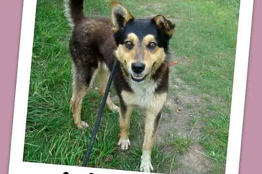 Husky mix, przyjazny pies AMIK,aktywny, wesoły,tow