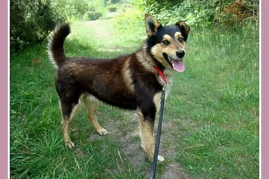 Husky mix, przyjazny pies AMIK,aktywny, wesoły,tow