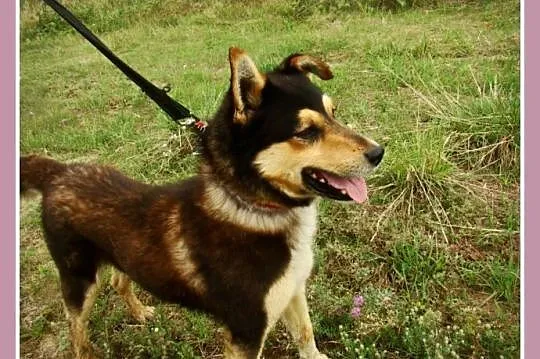Husky mix, przyjazny pies AMIK,aktywny, wesoły,tow