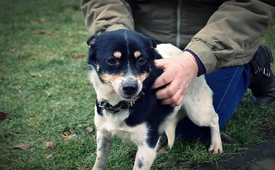 Maleńka Pchełka (5kg) do adopcji