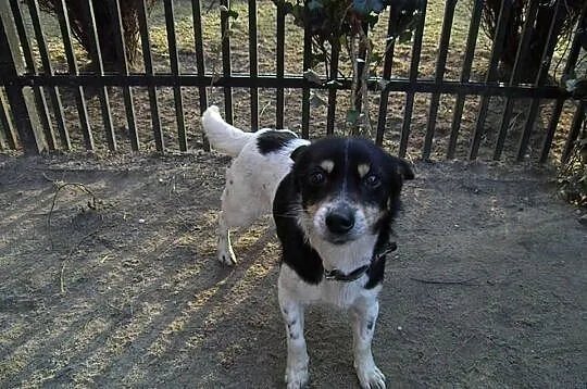 Maleńka Pchełka (5kg) do adopcji