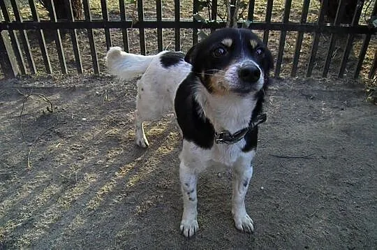 Maleńka Pchełka (5kg) do adopcji