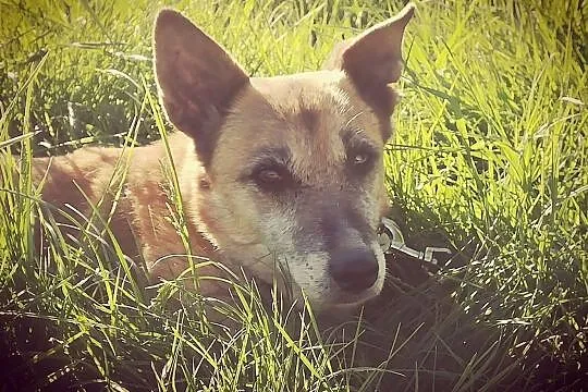Kaja nigdy nie miała domu, własnego kocyka, rodziny... Daj jej szansę, pomóż!, Śląskie, Katowice
