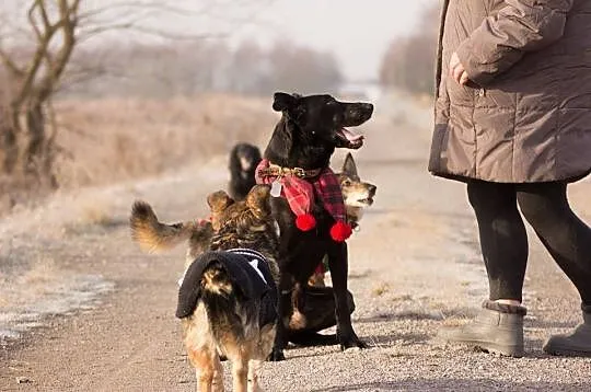 Jonasz, tolerancyjny, pozytywny psiak do pokochani