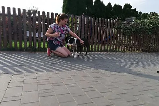 JERO biega i aportuje, swojego domu wypatruje!, Mazowieckie, Warszawa
