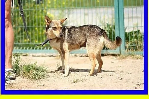 Pozytywnie nastawiona do innych psów,uwielbia zaba