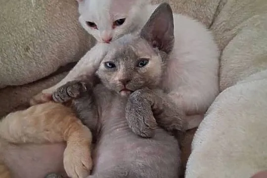 BiaŁa dziewczynka devon rex, FPL