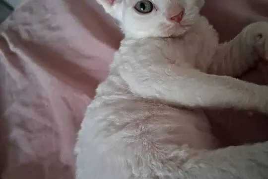 BiaŁa dziewczynka devon rex, FPL, Dolnośląskie, Wrocław