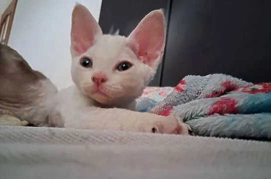 BiaŁa dziewczynka devon rex, FPL, Dolnośląskie, Wrocław