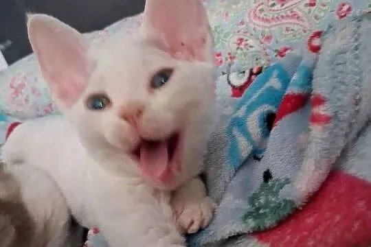 BiaŁa dziewczynka devon rex, FPL, Dolnośląskie, Wrocław