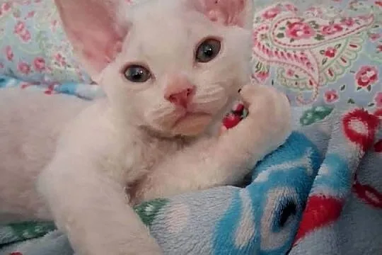 BiaŁa dziewczynka devon rex, FPL, Dolnośląskie, Wrocław