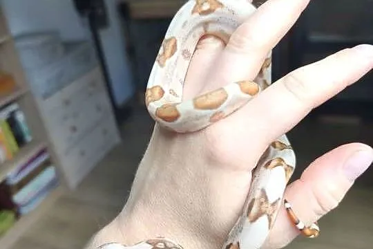 Boa imperator