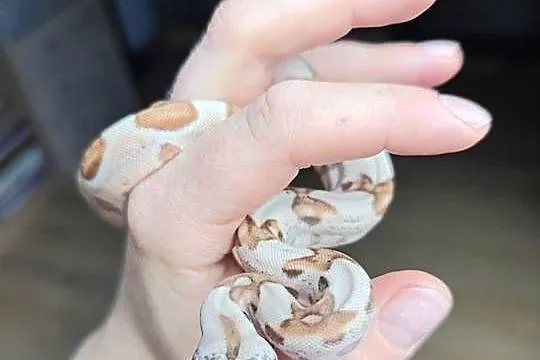 Boa imperator, Mazowieckie, Warszawa