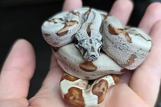 Boa imperator, Mazowieckie, Warszawa
