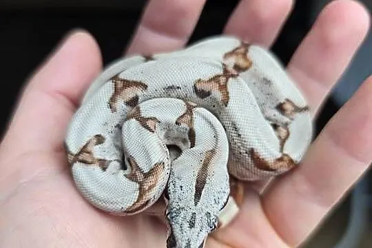 Boa imperator, Mazowieckie, Warszawa