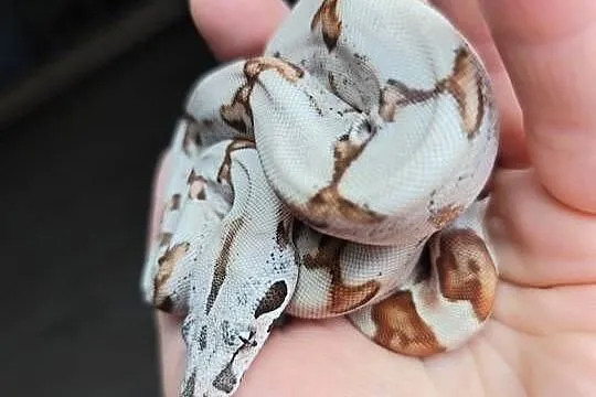 Boa imperator, Mazowieckie, Warszawa