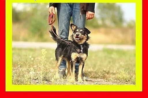 10 kg,przyjazny,łagodny,wesoły,szorstkowłosy piese