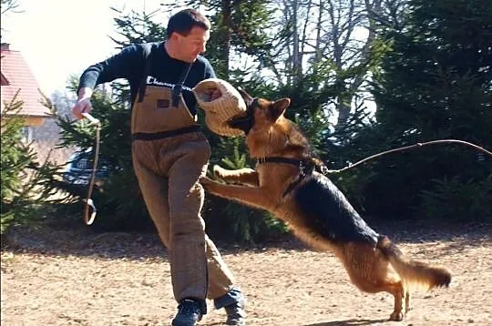 Ośrodek Tresury Psów Activ Dogs zaprasza na kurs