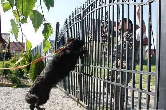 Ośrodek Tresury Psów Activ Dogs zaprasza na kurs