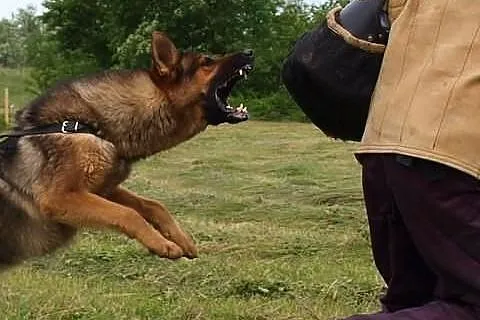Ośrodek Tresury Psów Activ Dogs zaprasza na kurs