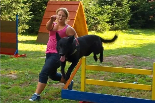 Ośrodek Tresury Psów Activ Dogs zaprasza na kurs