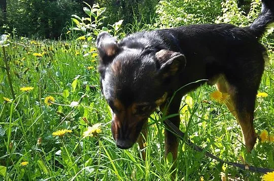 5 letni Biszkopt w typie labradora szuka dobrego domu