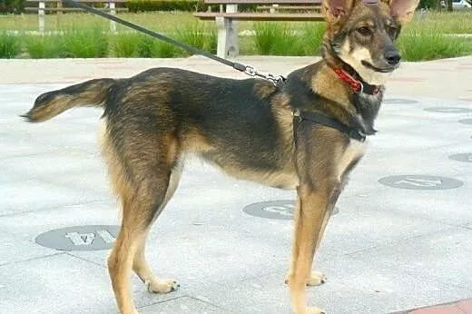 Sunia Bunia do adopcji!!!,  łódzkie Łódź